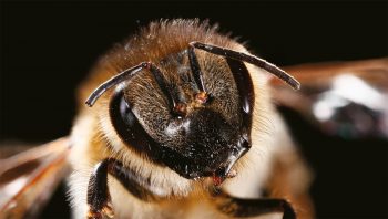 Les poils de l'abeille ont de multiples fonctions, notamment thermorégulatrice. En hiver, celles-ci se réunissent souvent en grappes pour améliorer encore l'effet isolant. Les poils de l'abeille ont de multiples fonctions, notamment thermorégulatrice. En hiver, celles-ci se réunissent souvent en grappes pour améliorer encore l'effet isolant.