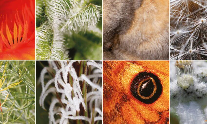 Les poils du monde animal et végétal ont des formes et des couleurs très variées. Tous à poils !