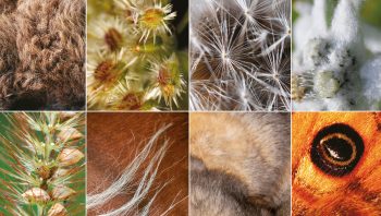 Les poils sont partout, chez les animaux comme chez les végétaux! Les poils sont partout, chez les animaux comme chez les végétaux!