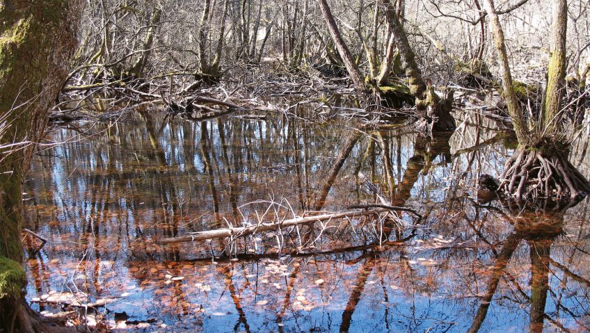 Balade au bois de Chênes de Genolier
