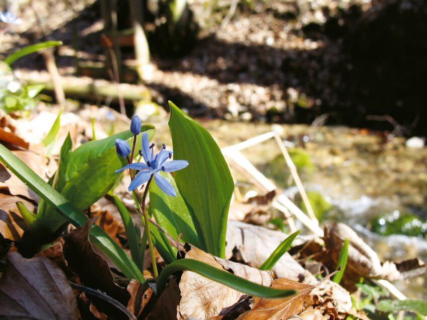 Les scilles et l’ail des ours se plaisent au bord des ruisseaux. Balade au bois de Chênes de Genolier