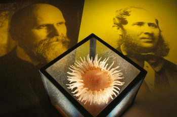 Les verriers Leopold et Rudolf Blaschka ont recréé jusqu'à 700 espèces d'invertébrés marins via catalogue. Verre de mer, l'œuvre étonnante des Blaschka