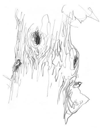 Les vieux arbres sont précieux pour les oiseaux, comme ici des mésanges. La mésange charbonnière au jardin