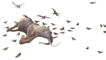 L'hiver et ses carcasses offrent une nourriture de choix au grand corbeau. L'acuité visuelle exceptionnelle de ce recycleur lui permet de repérer très vite un cadavre. C'est presque toujours lui le premier sur les lieux. L'hiver et ses carcasses offrent une nourriture de choix au grand corbeau. L'acuité visuelle exceptionnelle de ce recycleur lui permet de repérer très vite un cadavre. C'est presque toujours lui le premier sur les lieux.