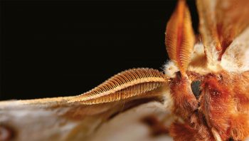Magnifique mâle de grand paon de nuit
