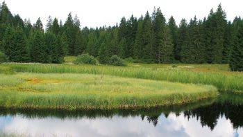 Marais noirs au centre des Franches-Montagnes dans la Jura suisse