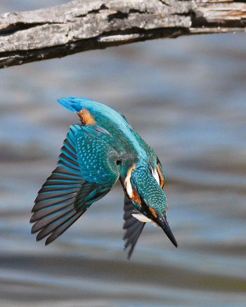 Bergeronnette, cincle et autres oiseaux de rivière