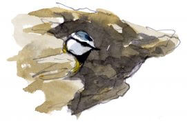 Mésange bleue / © Denis Clavreul