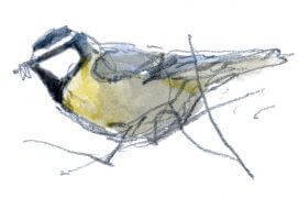 Mésange bleue avec un insecte dans le bec / © Denis Clavreul