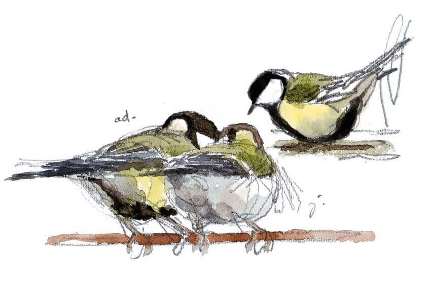 Mésange charbonnière adulte (à gauche) nourrissant un jeune sorti du nid. L'envol des jeunes mésanges