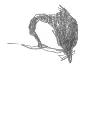 Mésange charbonnière avec une graine dans le bec Quand la mésange reste l'hiver