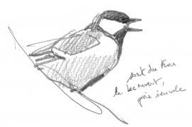 Mésange charbonnière chantant / © Denis Clavreul