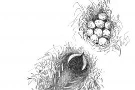 Mésange charbonnière en train de couver ses oeufs. / © Denis Clavreul