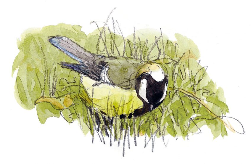 Quand la mésange reste l'hiver