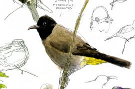 Mésange charbonnière non loin d'un bulbul d'Arabie. « En voyage dans le nord de la Galilée,
je rencontre des mésanges charbonnières. Ici aussi, elles sont chez elles. Je n’observe pas de différence physique entre ces oiseaux-là et ceux de chez nous.» / © Denis Clavreul