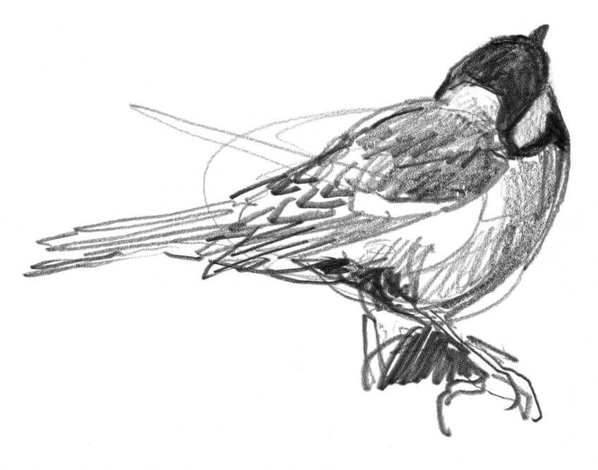 Mésange charbonnières Séduction chez les mésanges charbonnières