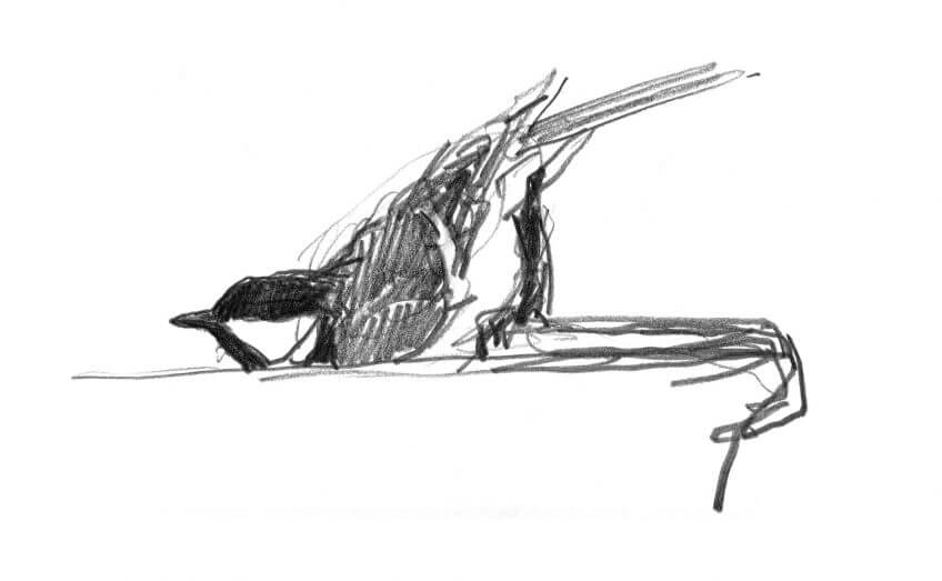 Mésange prenant son bain La mésange charbonnière au jardin