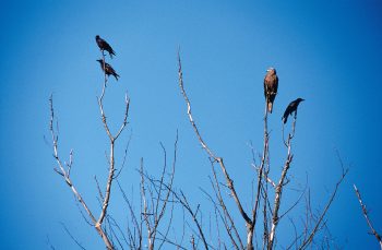 L'atterrissage des migrateurs à Genève