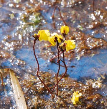 Minuscules plantes carnivores, les utriculaires communes tirent leur nom des petites outres qu’elles portent sur leurs nervures. Balade aux marais du Corentin et du Bessin