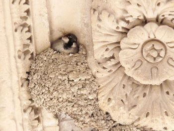 Moineau occupant un nid d'hirondelle de fenêtre dissimilé sous l'Arc de Triomphe du Carrousel Paris sauvage