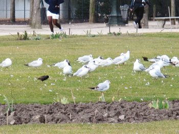 Mouettes rieuses et étourneau sansonnet dans un parc de Paris / © Fleur Daugey