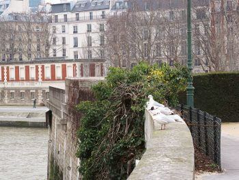 Mouettes rieuses sur un muret de Paris / © Fleur Daugey