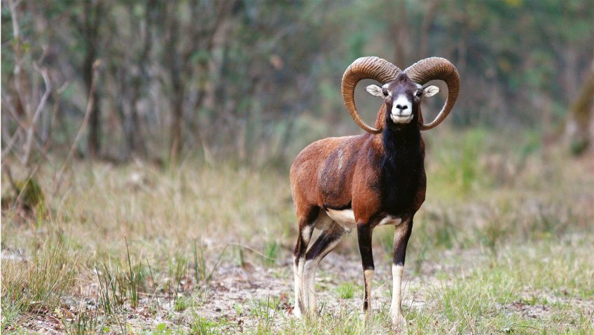 Mouflons de Corse encore en danger