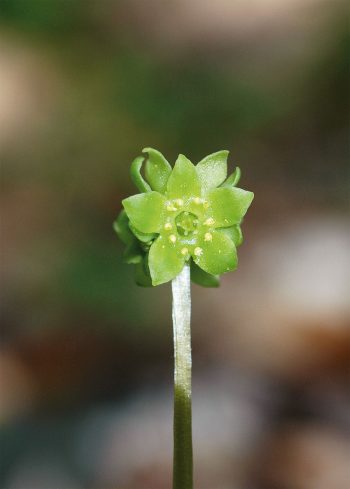 Muscatelle Plantes étonnantes des berges