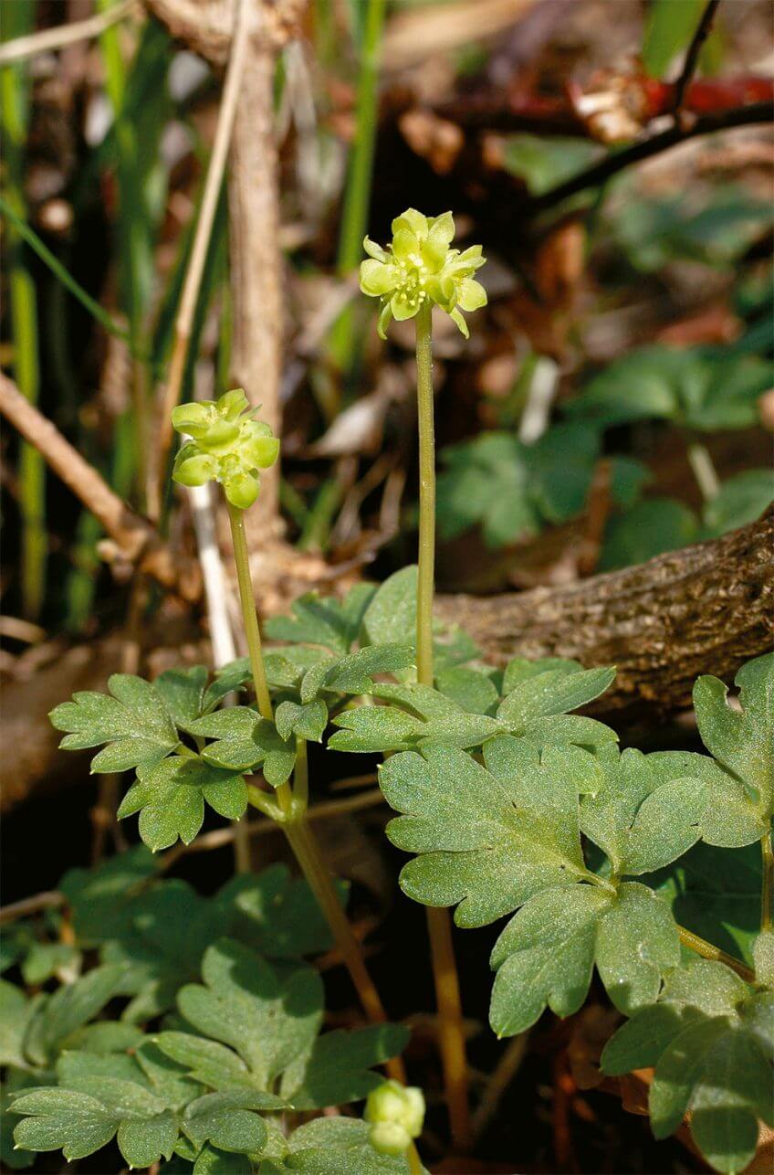 Muscatelle Plantes étonnantes des berges