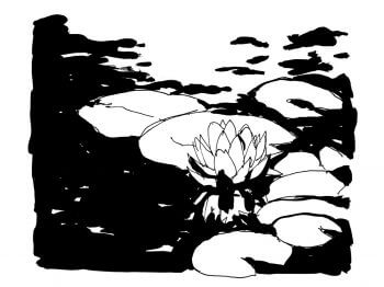 Nénuphars à l'encre de chine / © Laëtitia Locteau