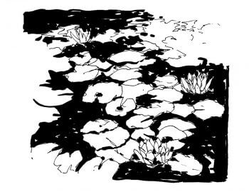 Nénuphars à l'encre de chine / © Laëtitia Locteau