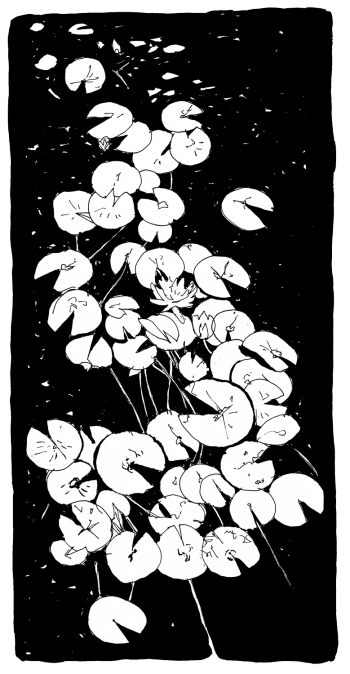 Nénuphars à l'encre de chine / © Laëtitia Locteau