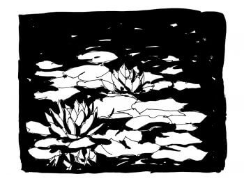 Nénuphars à l'encre de chine / © Laëtitia Locteau