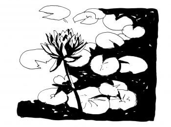 Nénuphars à l'encre de chine / © Laëtitia Locteau