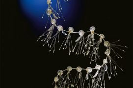 Neorosacea cymbiformis (hydrozoaire) / © Philippe Wagneur/Museum de Genève