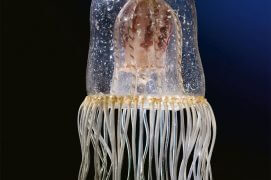 Neoturris pileata (hydrozoaire)
/ © Philippe Wagneur/Museum de Genève