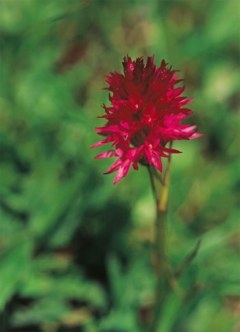 Les orchidées, professionnelles de la séduction