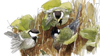 Nourrissage des jeunes mésanges charbonnières tout juste sorties du nid. Nourrissage des jeunes mésanges charbonnières tout juste sorties du nid.