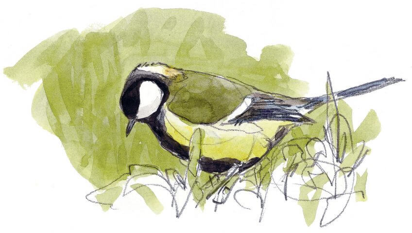 Quand la mésange reste l'hiver