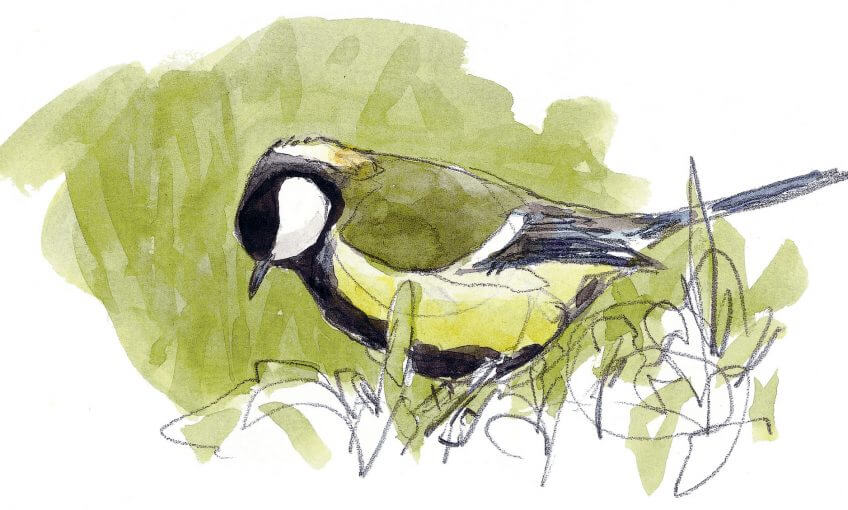 Quand la mésange reste l'hiver