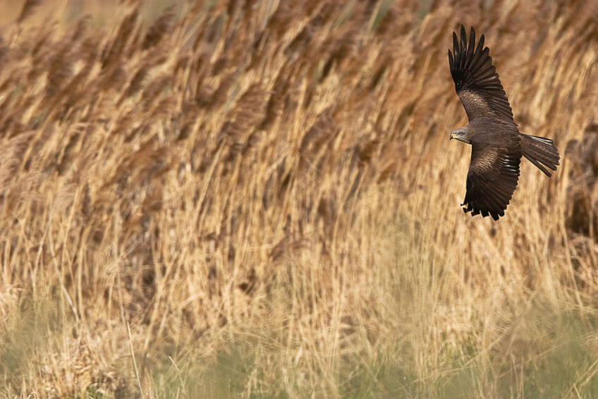On reconnaît le milan noir à sa queue triangulaire et à son plumage brun chocolat dessus comme dessous. Balade au Mont-Pèlerin aux côtés des milans