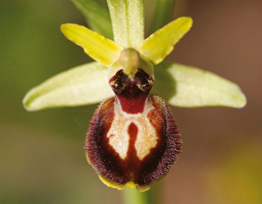 Les espiègleries des orchidées