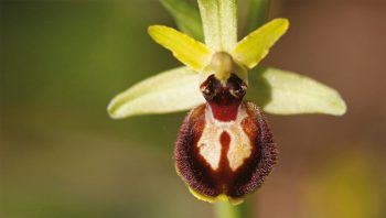 Ophrys araignée