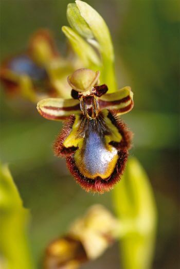 Les espiègleries des orchidées