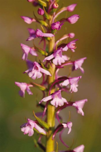 Les orchidées, professionnelles de la séduction