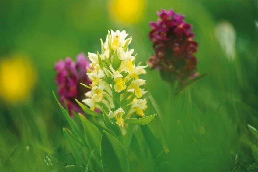 Les espiègleries des orchidées