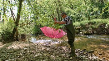Pascal Stucki pratique la technique du parapluie-épuisette pour surprendre les insectes perchés.