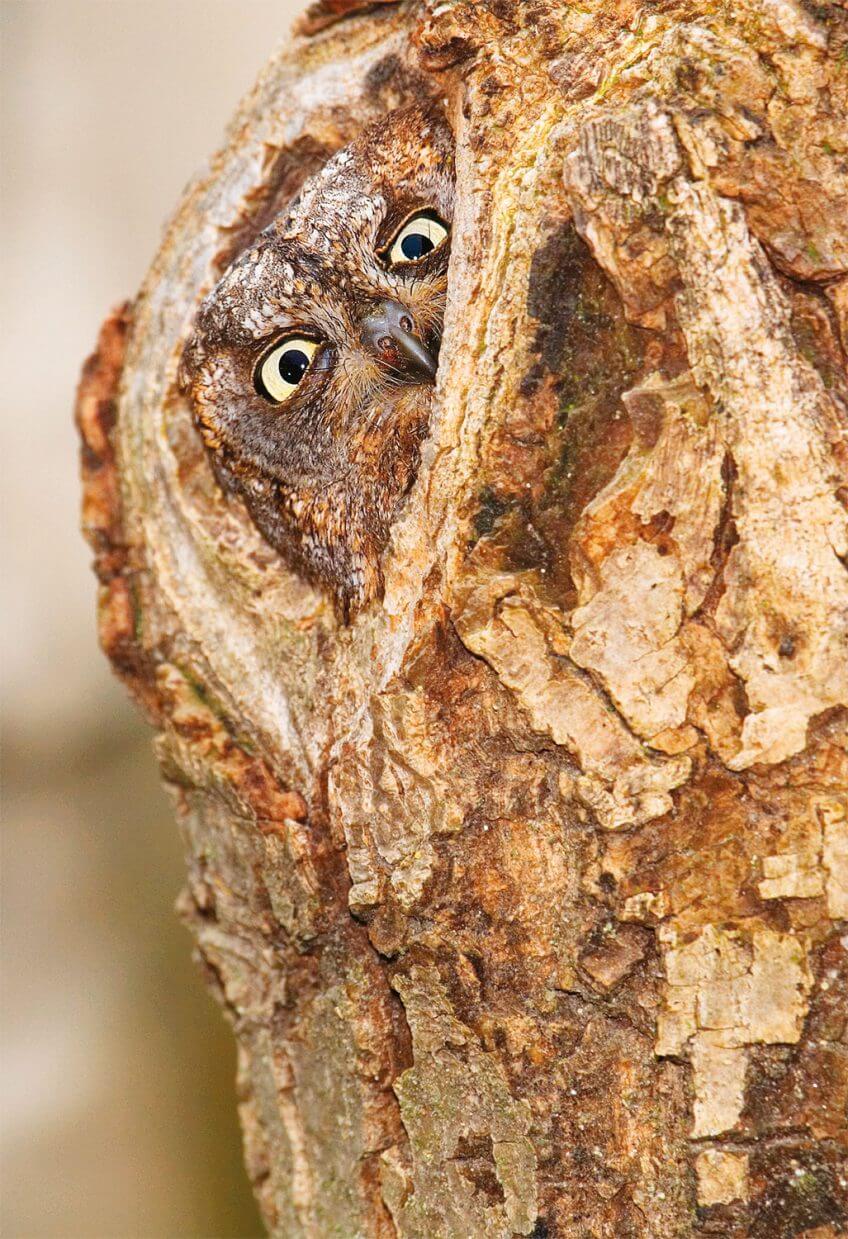 Hibou voyageur ou casanier ?