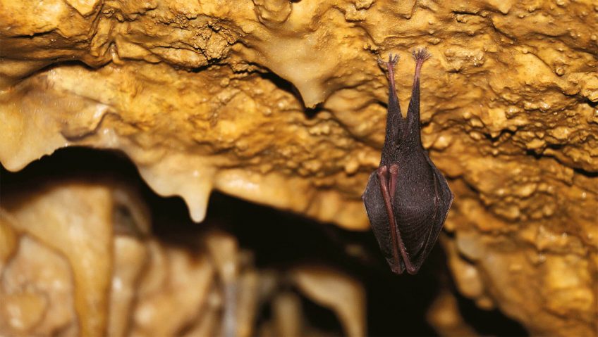 Chauves-souris dérangées en hibernation