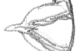 Petite tête de mésange charbonnière émergeant d'un nichoir. / © Denis Clavreul